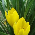 Sternbergia lutea fleur